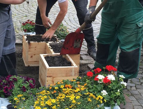 Pflanzkästen in Baumscheiben im Goethequartier und in der Hafenstraße werden von Männern bepflanzt.