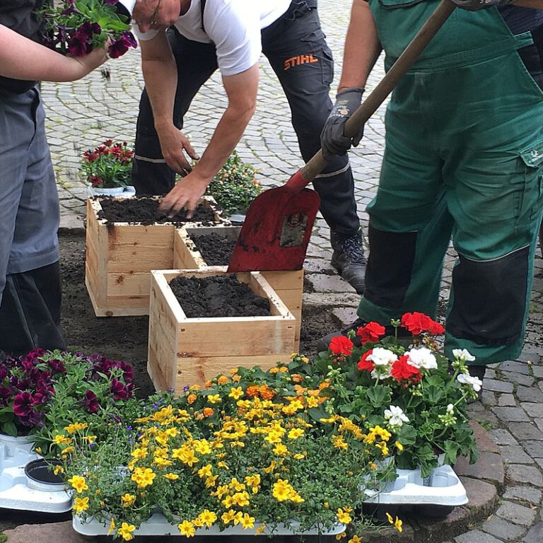 Pflanzkästen in Baumscheiben im Goethequartier und in der Hafenstraße werden von Männern bepflanzt.