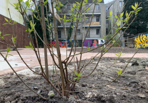 Grüne neu gepflanzter Pflanze im Vordergrund mit Blick auf Grundstück, das von Häusern eingerahmt ist.