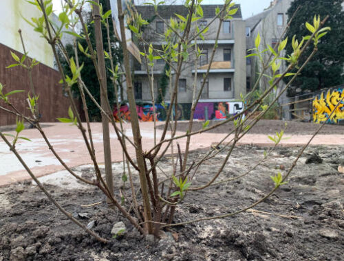 Grüne neu gepflanzter Pflanze im Vordergrund mit Blick auf Grundstück, das von Häusern eingerahmt ist.