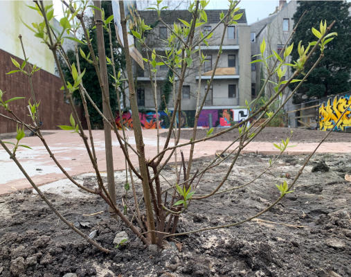 Grüne neu gepflanzter Pflanze im Vordergrund mit Blick auf Grundstück, das von Häusern eingerahmt ist.