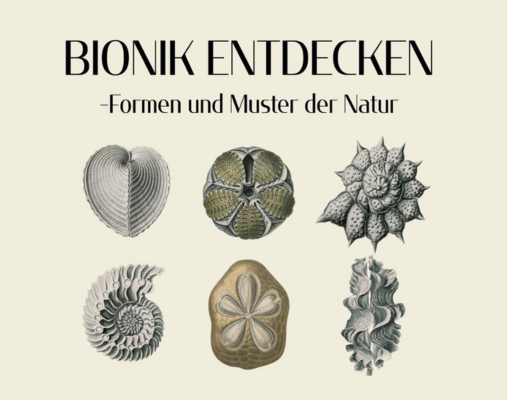 Ein Bild auf dem Meeresalgen sind und darüber steht 